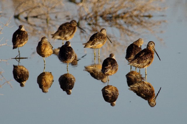 Long-billed Dowitchers