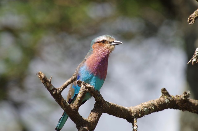 Lilac-breasted Roller