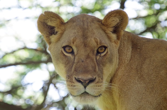 Lion, female