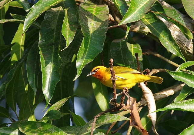 Spectacled Weaver, female