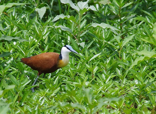 African Jacana