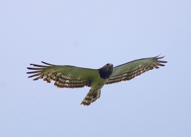 Black-chested Snake-Eagle