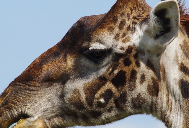 Giraffe