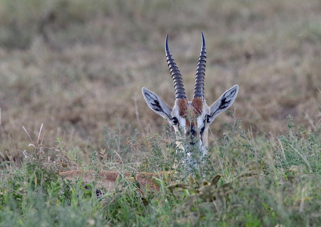 Thomson´s Gazelle