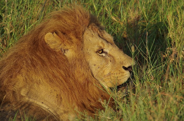 resting male