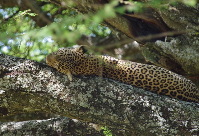 Lazy Leopard