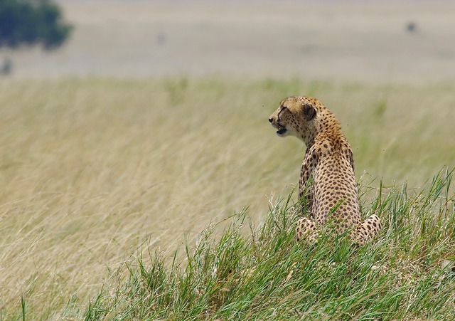 Cheetah