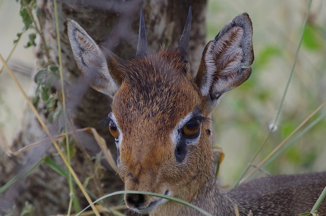 Dik-Dik