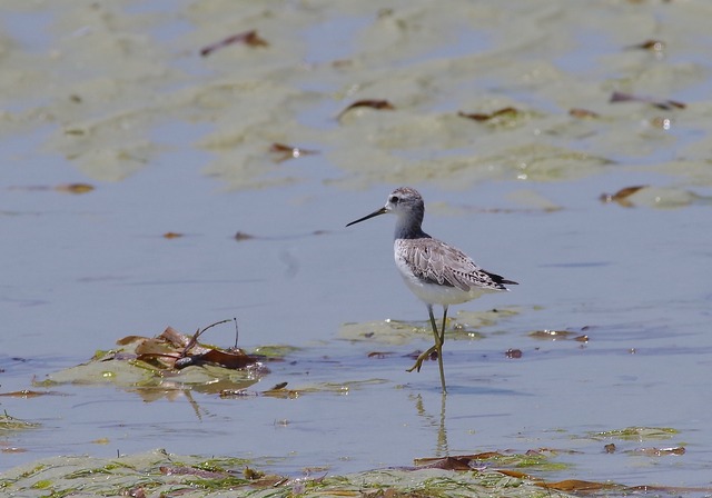 March Sandpiper