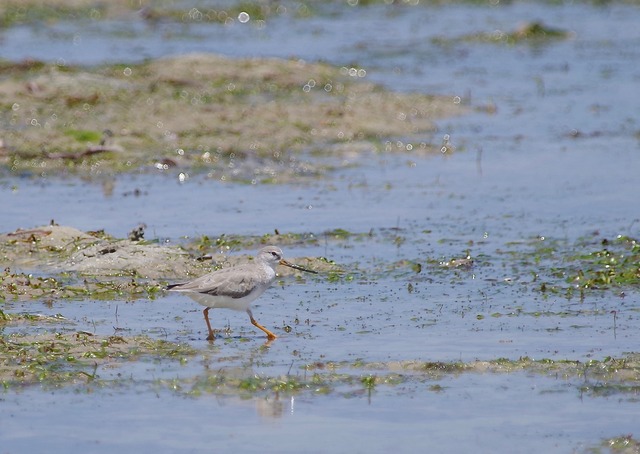 Terek Sandpiper