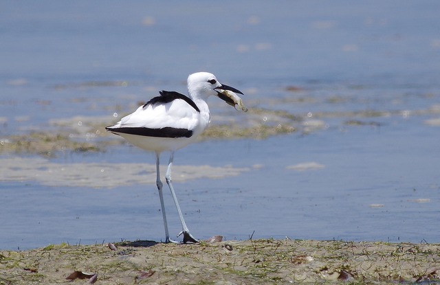 Crab Plover