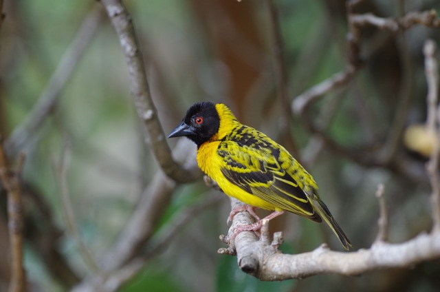 Black-headed Weaver