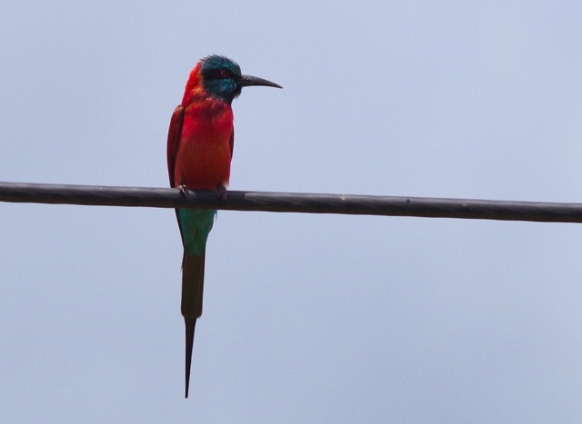 Northern Carmine Bee-eater