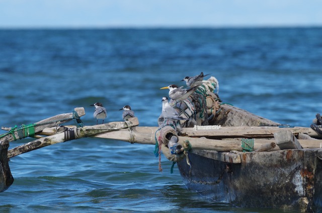 L. Crested Tern + 4 Common.