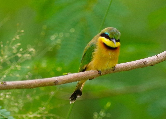 Little Bee-eater