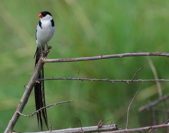 Pin-tailed Whydah