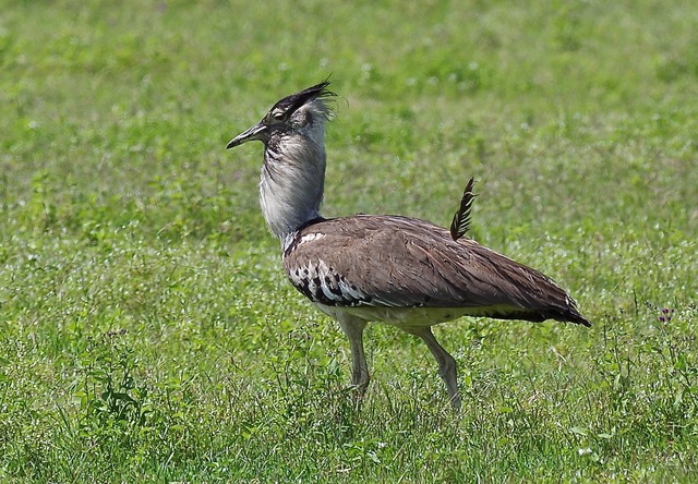 Kori Bustard