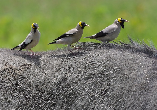 Wattled Starling