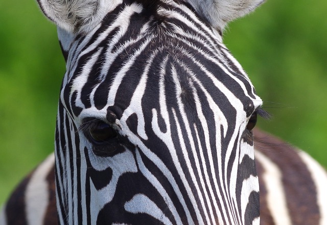 Common Zebra