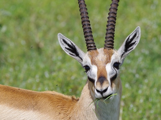 Thomson´s Gazelle