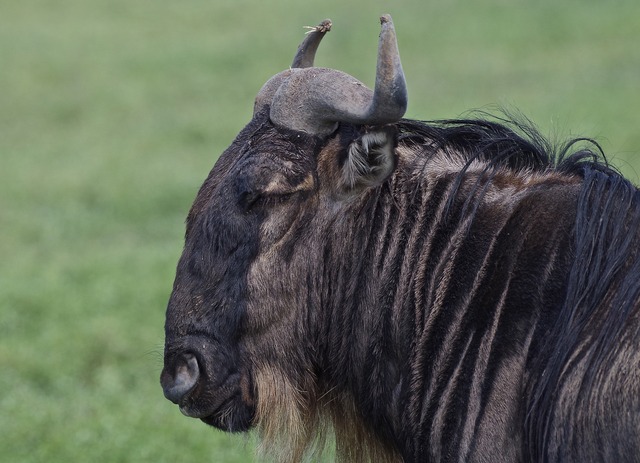 Blue Wildebeest