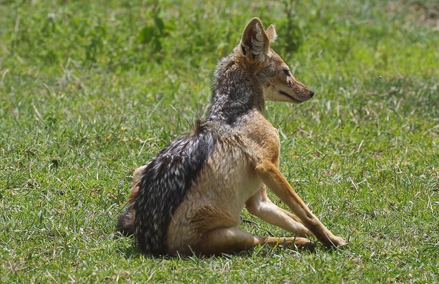 Black-backed Jackal