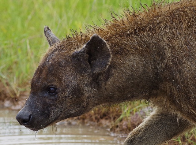 Spotted Hyena