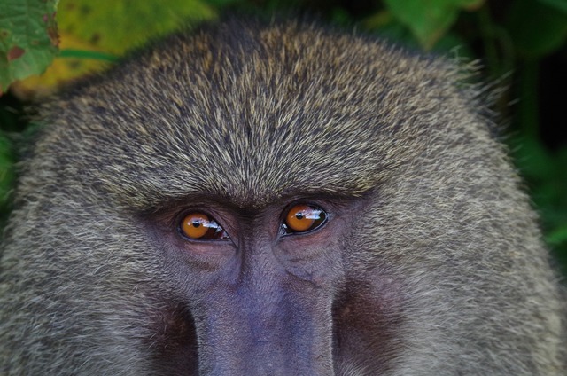 Olive Baboon