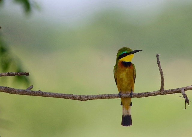 Cinnamon-chested Bee-eater