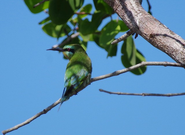 Blue-cheeked Bee-eater