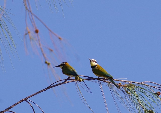 White-throated Bee-eater