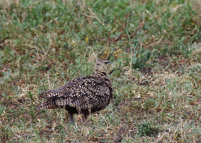 Yellow-throated Sandgrouse female