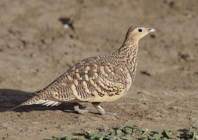 Chestnut-bellied Sandgrouse female