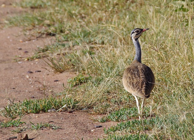 White-bellied Bustard