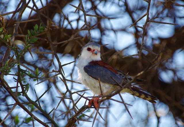 Pygmy Falcon