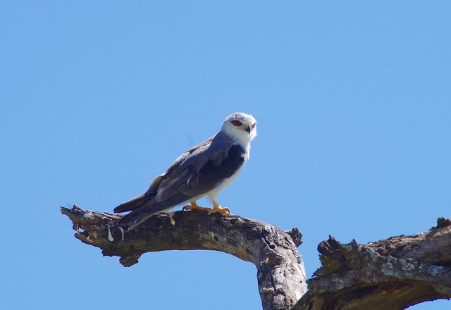 Black-shouldered Kite