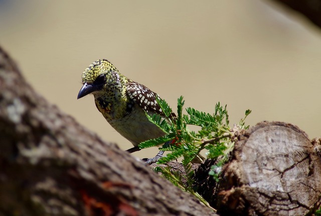 Usambiro Barbet