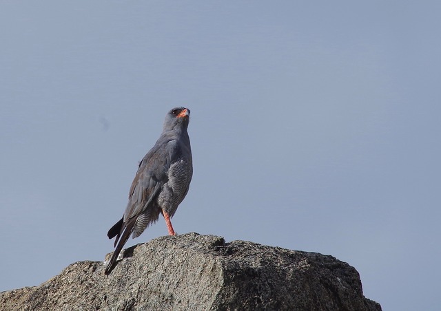 Dark Chanting Goshawk