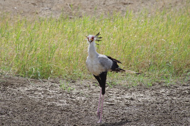 Secretary bird