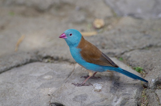 Blue-capped Cordon Bleu