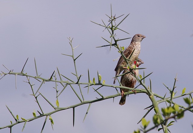 Cut-throat Finch