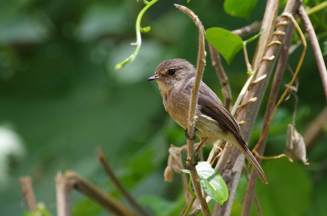 Af. Dusky Flycatcher