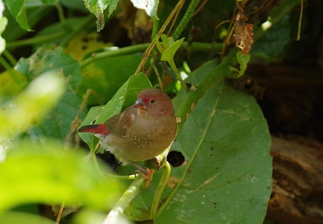 Red-billed Firefinch