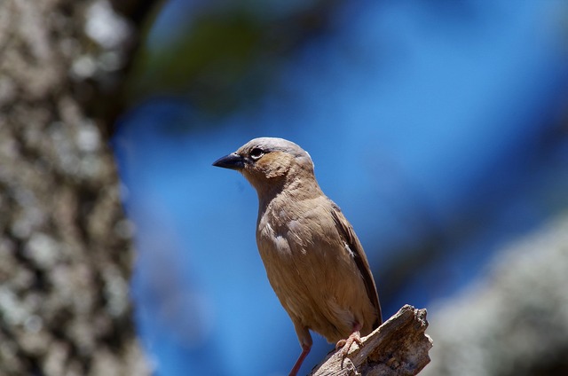 Grey-capped Social Weaver