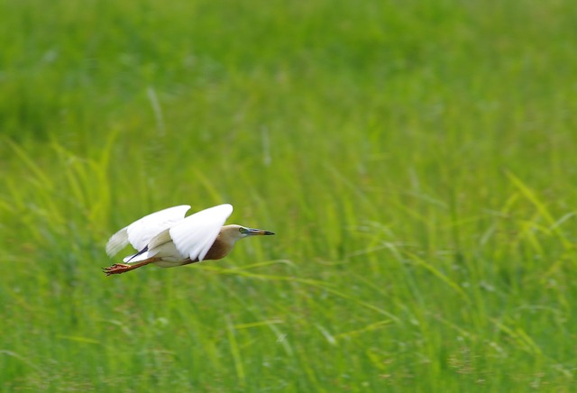 Javan Pond Heron