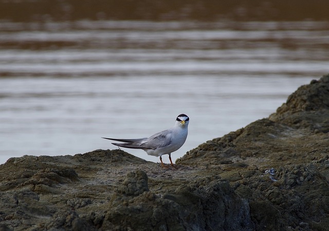 Little Tern