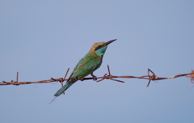 Green Bee-eater