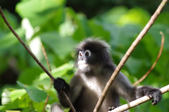 Silver Langur