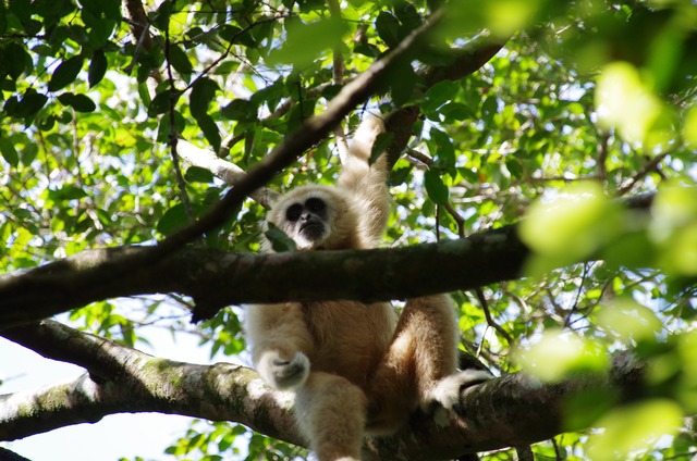 White-handed Gibbon