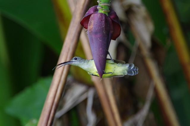 Little Spiderhunter